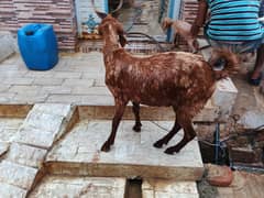 2daant khassi bakra healthy and active best for qurbani