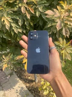 iPhone 12
