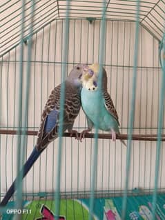 Australian parrot
