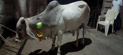Qurbani Cow