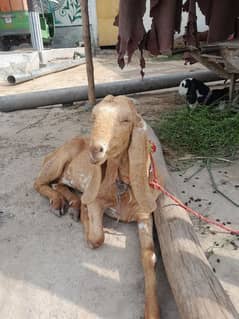 bakriy hai qurbani ki