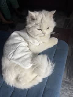 CAT AVAILABLE TO ADOPT