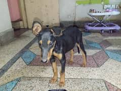 doberman