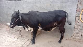 wehri for sale