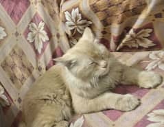 Persian male double coat