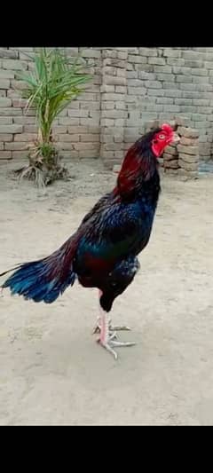 aseel