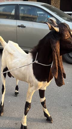 Qurbani