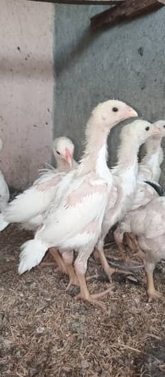 White Shamo chicks / chicks / shamo / Aseel / murga / eggs / hens