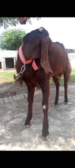 for sale