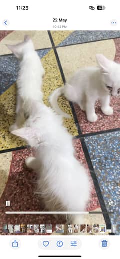 Kittens for sale