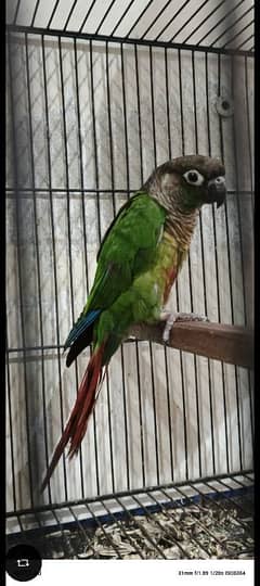 green cheek conure male