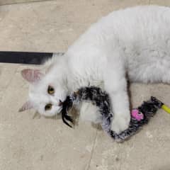 Vaccinated And Spayed Female Cat For Sale