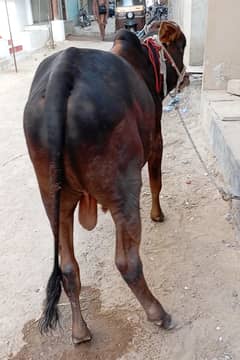2 dant Bachra Urgent sell