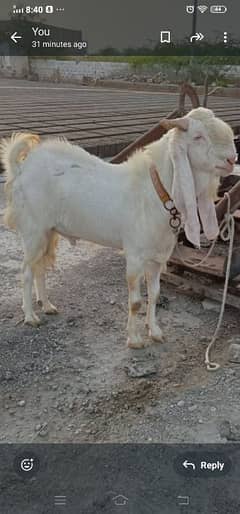 Goats For Eid Qurbani|Qurbani Ka Janwar|Bakra |Goat 4 dant or donda