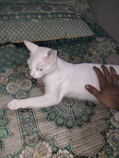 Persian cat white colour