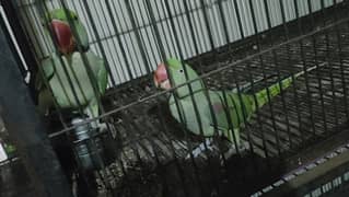 Talking