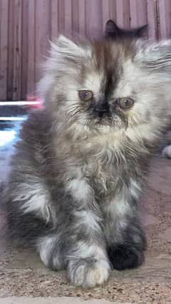 persion cat baby 45 days