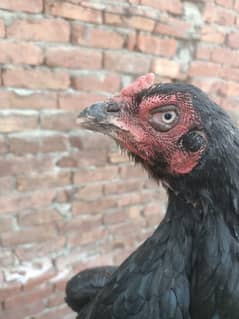 aseel hen home breed
