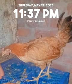 dasi murgi egg wali
