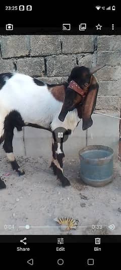 bakra