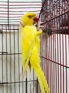 Yellow Ringneck Adult Male in Jumbo Size.