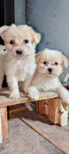 Russian copy male female for sale age 3 MA
