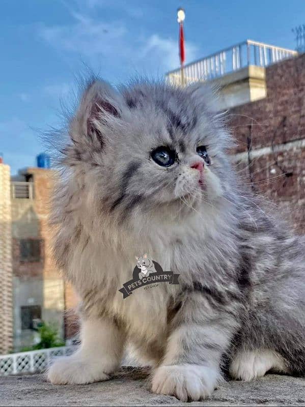 CUTE PERSIAN Gift quality WHITE blue EYES kittens avail 032546_75700 7