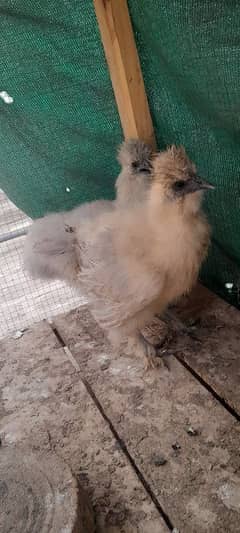 silkie