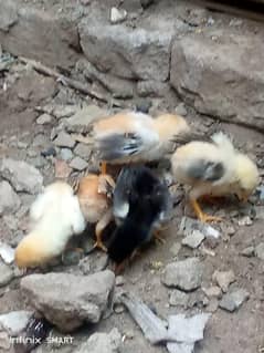 original mianwali aseel chicks