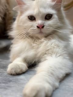 Kitten for adoption !