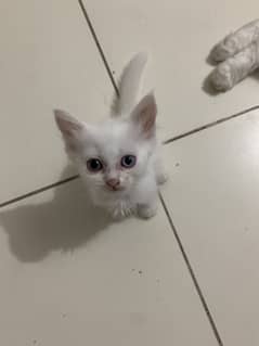 Persian double coated female plus 2 female kittens