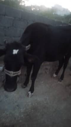 FOR SELL