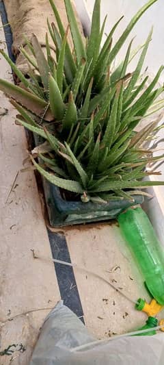 aloevera