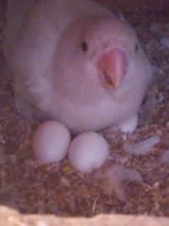 Albino black eye pair 1500 and albino red eye pair 3000