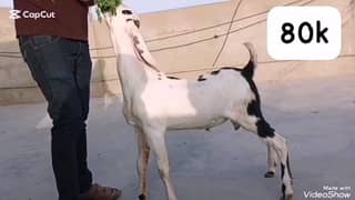 bakray available han pure white 2 dant bakray