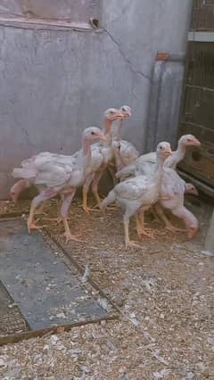 shamo madi shamo heera cros chick incobator Exchange hera breeders sat