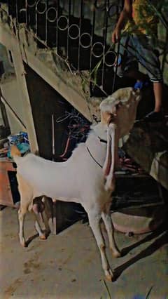 gulabi