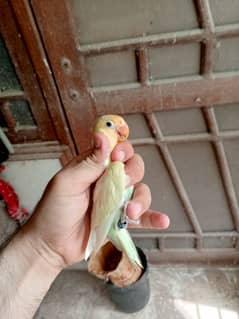 lovebirds green fisher lutino parblue pastelino