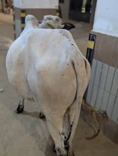 cow for sale