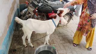 Bakra For Sale