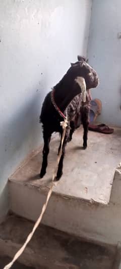 Bakri ka bacha (Nachi)