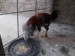 Aseel hens pair