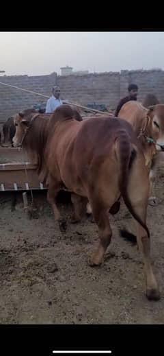 Wehra/bull/cow/qurbani