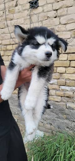 selling healthy imported puppy