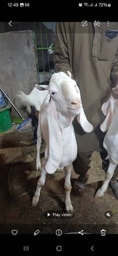Gulabi bakray