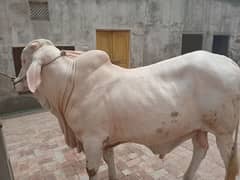 barman nukra bull
