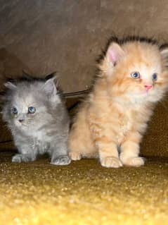 Kittens For Sale