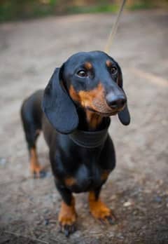 Extremely Cute Dachshund Puppy for Rehoming