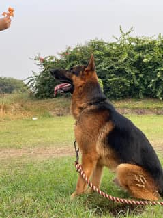 German shepherd for mate