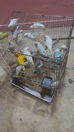 bards pair hai urangt sale